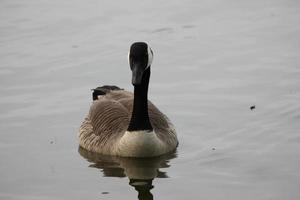 A view of a Canada Goose photo