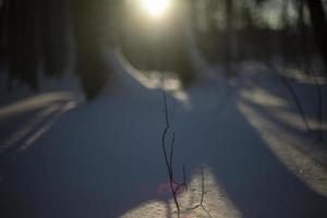 luz en la nieve. detalles de la naturaleza invernal. tonos fríos. foto