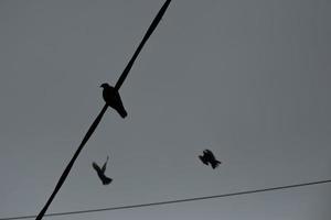 palomas en alambre en día gris. los pájaros se sientan en el cordón. cielo gris. foto