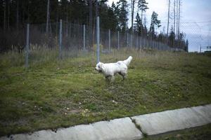 Dog runs through territory. Dog next to fence. Dog with white coat. photo