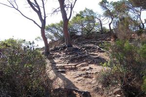 pinos, rocas y acantilados en la costa brava catalana en el mar mediterráneo foto