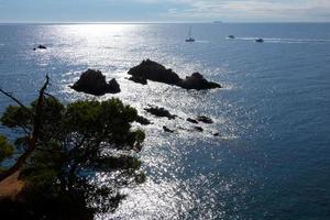 Coast with rocks and blue sea full of trees that reach almost to the sea. photo