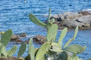 Prickly pear with prickly pears, a plant from southern Europe and North Africa. photo