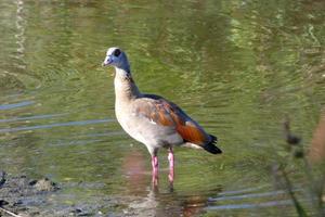 migratory waterbirds on the mediterranean coast photo