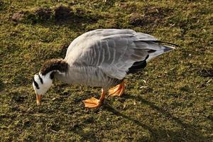 A view of a Bar Headed Goose photo