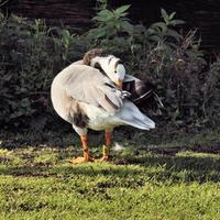 A view of a Bar Headed Goose photo