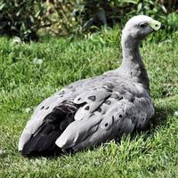 A view of a Cape Barren Goose photo