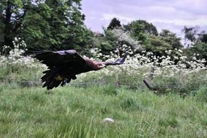 A view of a Steppe Eagle in flight photo