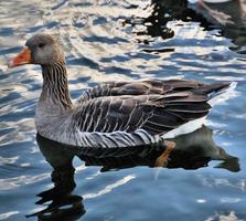 A view of a Greylag Goose photo