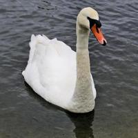 A view of a Mute Swan photo