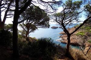 Coast with rocks and blue sea full of trees that reach almost to the sea. photo