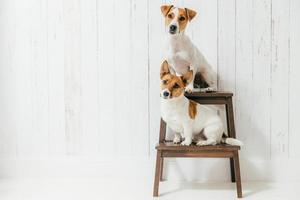 Horizontal shot of two jack russell terrier dogs sit on chair, listen to host together attentively, isolated over white wooden wall with blank space. Animals concept