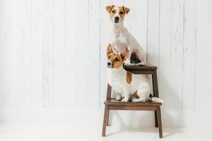 Two friendly pedigree dogs, sit on chair, isolated over white background. Jack russell terrier being trained. Domestic animals. Breed concept