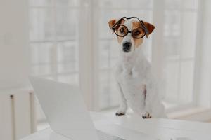 Indoor shot of pedigree jack russell terrier wears optical glasses, keeps paws on white office desk, works on laptop computer, looks directly at camera. Animals and modern technologies concept photo