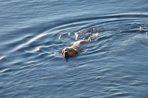 perro jugando y bañándose en el mar en las primeras horas de la mañana. foto