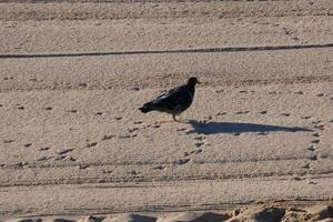 Common pigeons on the beach sand in the summer season photo