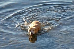 Dog playing and bathing in the sea in the early morning hours. photo