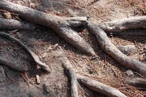 raíces de pino que salen del suelo en busca de agua y nutrientes foto