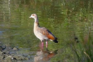 migratory waterbirds on the mediterranean coast photo