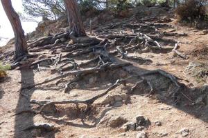 Pines, rocks and cliffs on the catalan costa brava in the mediterranean sea photo