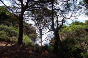 pinos, rocas y acantilados en la costa brava catalana en el mar mediterráneo foto