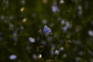 Purple wildflowers. Details of nature in summer. Flower with purple petals. photo