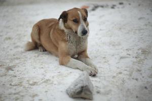 Stray dog in winter on street. Dog lies in snow. Pet without owner. photo