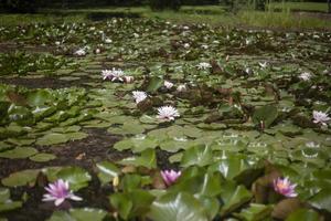 Lily in swamp. Lotus on pond. Beautiful nature. photo