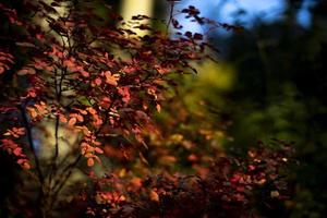 Autumn leaves. Colors of autumn in nature. Shades of red on bushes. October has come. photo