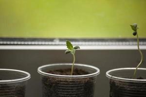 Sprout of marijuana in ground. Growing plants at home. Sprout on window. photo