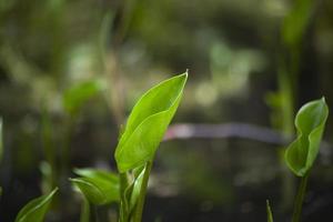 Swamp plant in summer. Sprout on pond. Green leaf. photo