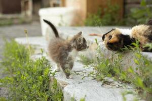 Kitten in countryside. Kitten and cat. Details of life in yard. photo