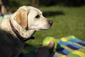 Portrait of Labrador in summer in park. Big dog. Cute pet on hot day. photo