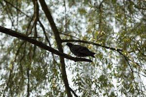 Pigeon on tree branch. Silhouette of bird against background of foliage. Pigeon on tree in park. photo