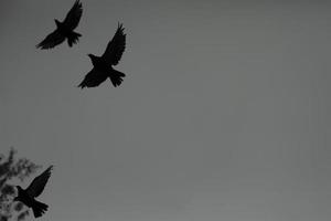 Pigeons fly against background of gray sky. Three birds flying. Animals in flight. photo