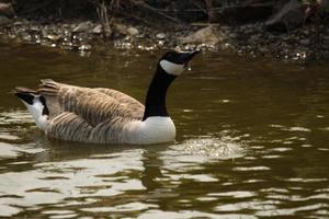 A view of a Canada Goose photo