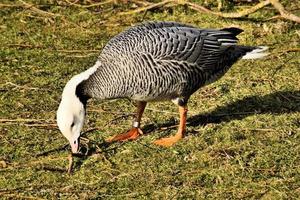 A view of an Emporer Goose photo