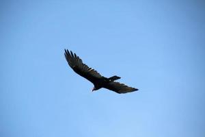 una vista de un buitre de pavo en el cielo foto