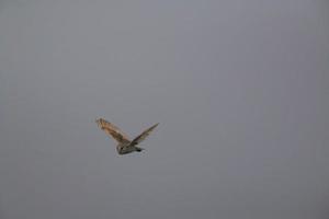 A view of a Barn Owl photo