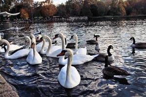 A view of a Mute Swan photo