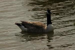 A view of a Canada Goose photo