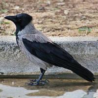 A close up of a Hooded Crow photo