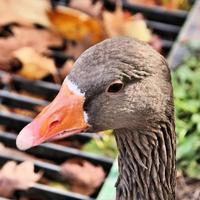 A view of a Greylag Goose photo