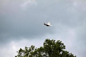 A view of a Red Kite in flight photo