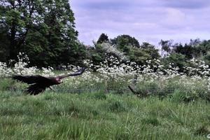 A view of a Spectacled Owl photo