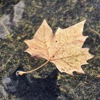 A Leaf in the water photo