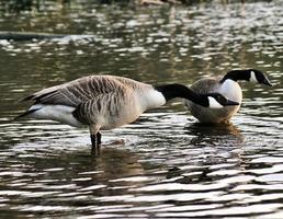 A view of a Canada Goose photo