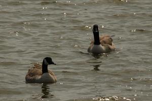 A view of a Canada Goose photo