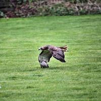 A view of a Red Tailed Buzzard photo