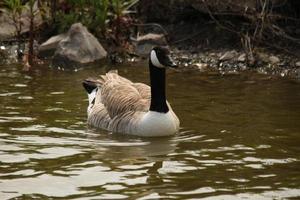 A view of a Canada Goose photo